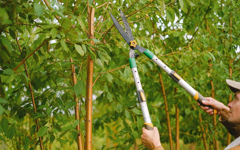 Tree trimming in Nineveh, IN